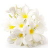 Ätherisches Jasminöl verdünnt 10 ml