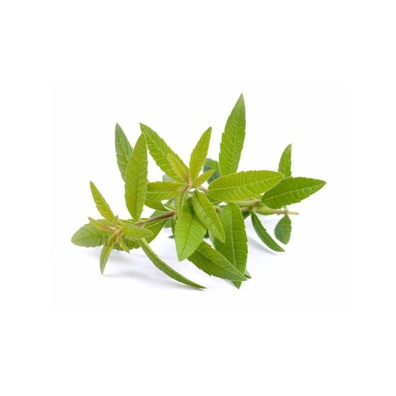 Ätherisches Eisenkrautöl 10 ml
