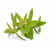 Verbena Essential Oil 10 ml
