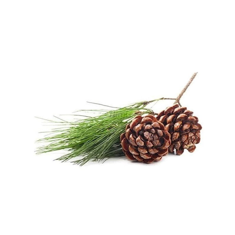 Huile Essentielle de Pin Sylvestre 10 ml