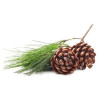 Huile Essentielle de Pin Sylvestre 10 ml