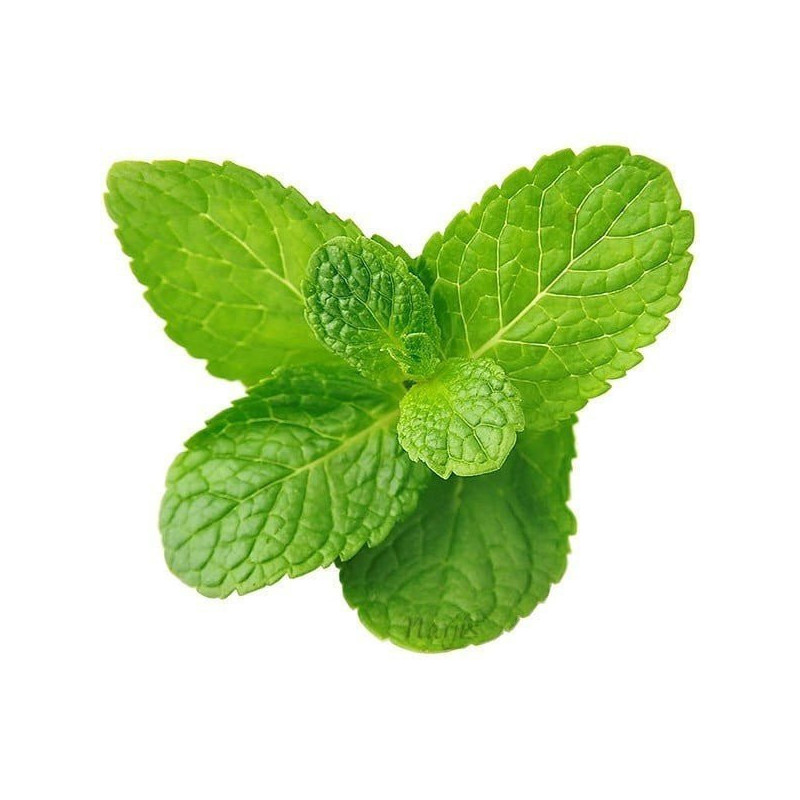 Ätherisches Öl aus Grüner Minze 10 ml