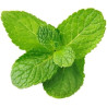 Ätherisches Öl aus Grüner Minze 10 ml