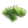 Huile Essentielle de Bois de Cèdre de Virginie 10 ml