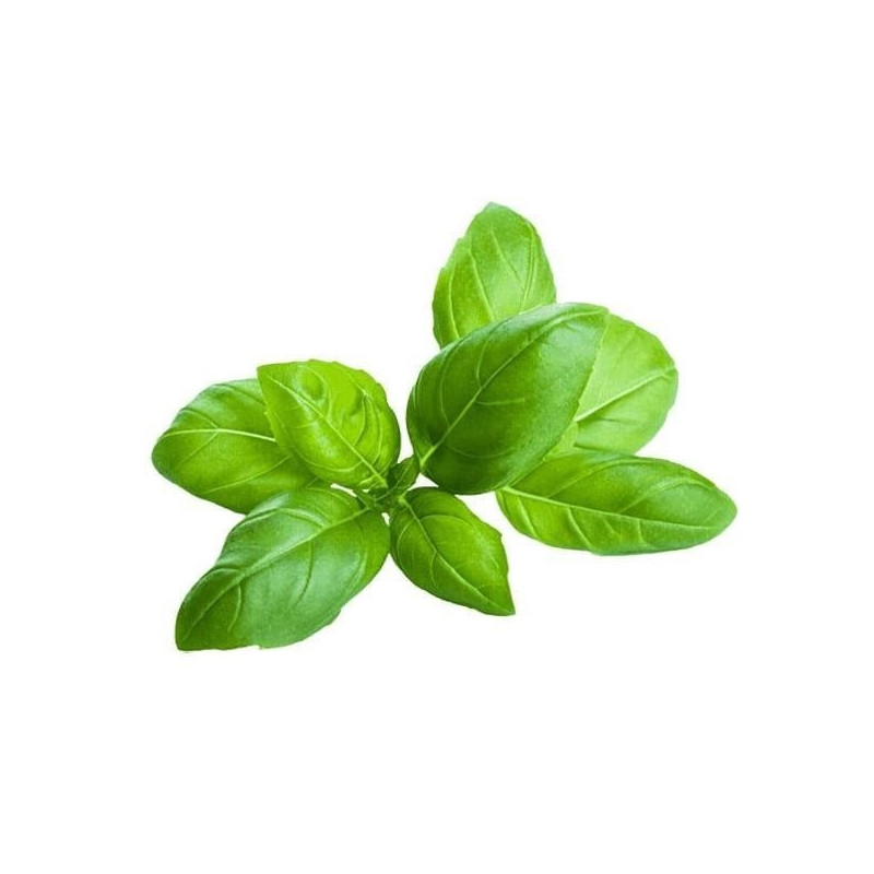 Basil Essential Oil 10 ml