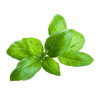 Basil Essential Oil 10 ml