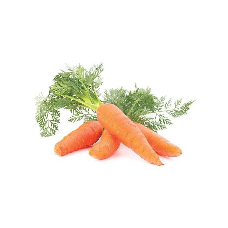 Ätherisches Öl aus Wilder Karotte 10 ml