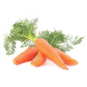 Wild Carrot Essential Oil 10 ml