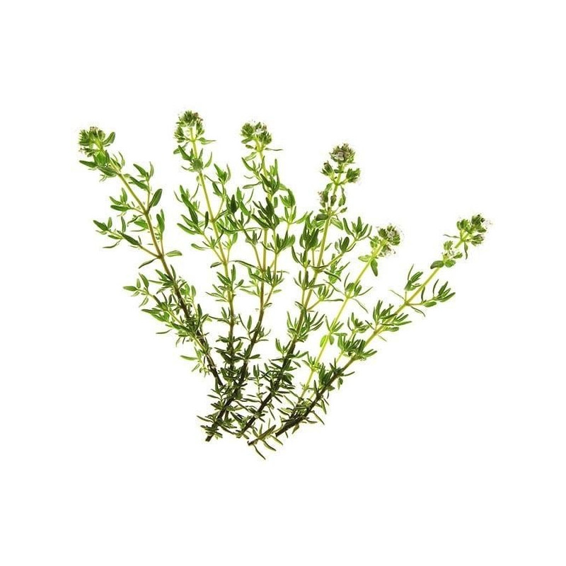 White Thyme Essential Oil 10 ml