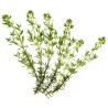 White Thyme Essential Oil 10 ml