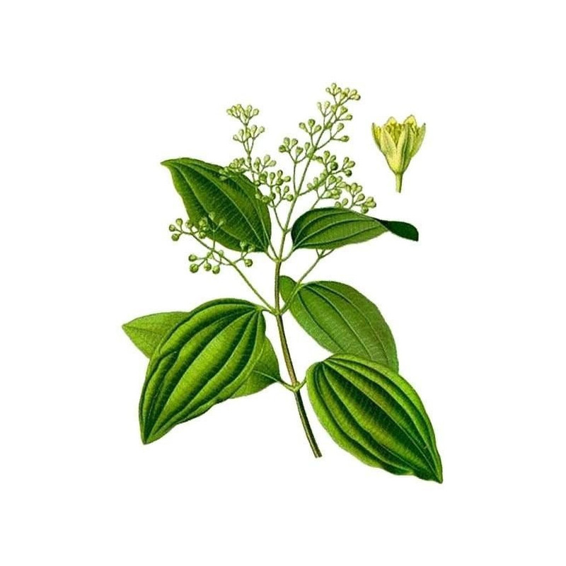 Ätherisches Rosenholzöl 10 ml