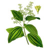 Ätherisches Rosenholzöl 10 ml