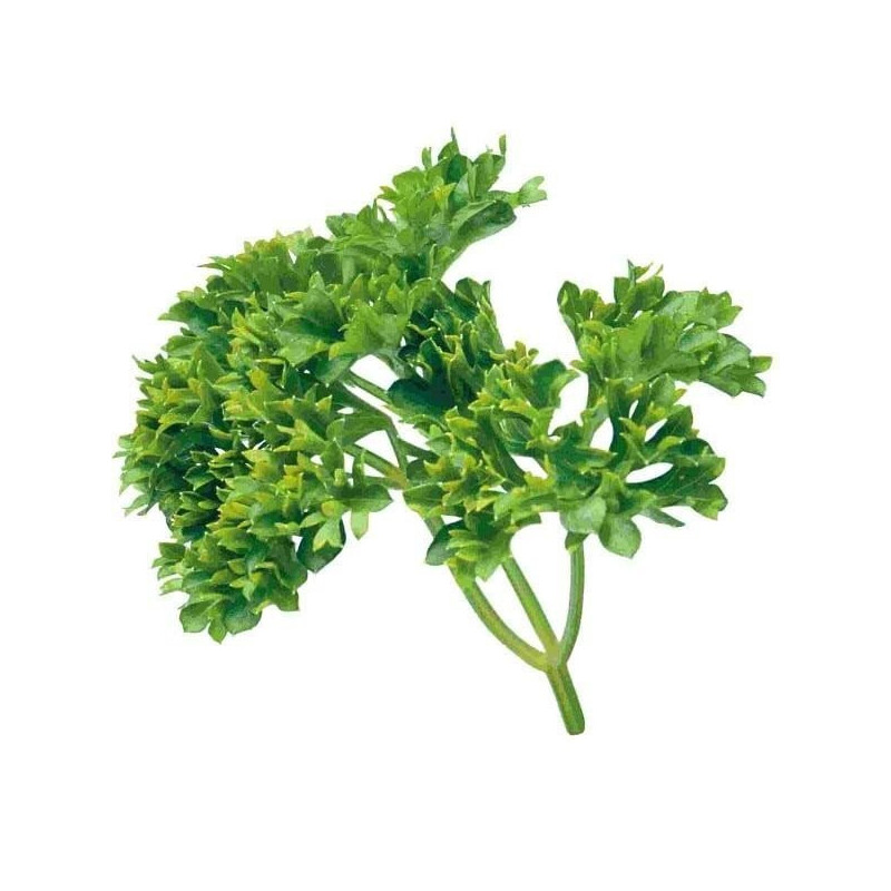 Ätherisches Öl aus Petersilie 10 ml