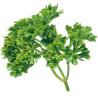 Parsley Essential Oil 10 ml