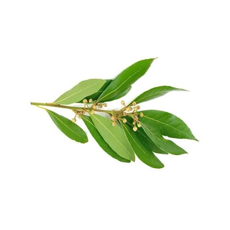 Ravintsara Essential Oil