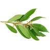 Ravintsara Essential Oil