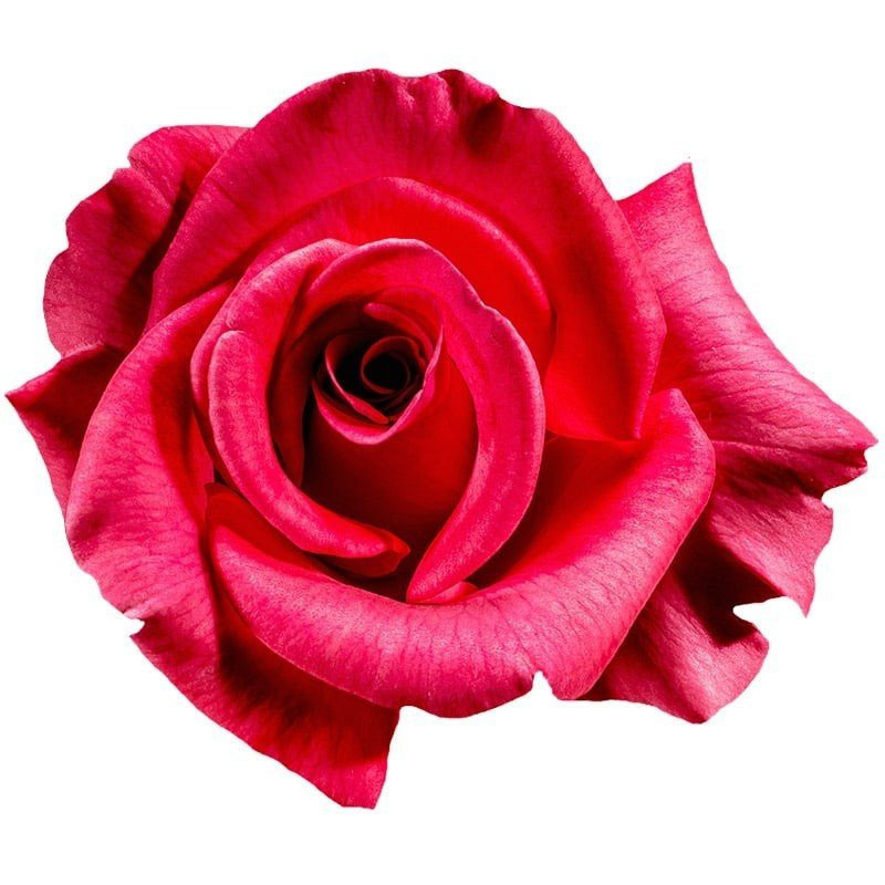 Ätherisches Rosenöl verdünnt 10 ml