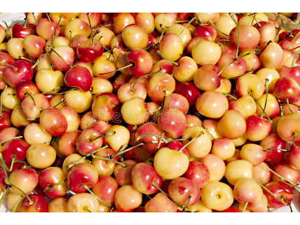 Die Auswahl der Früchte für Nicoles Marmeladenherstellung