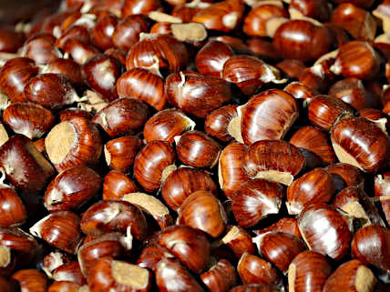 Die Auswahl der Früchte für Nicoles Marmeladenherstellung