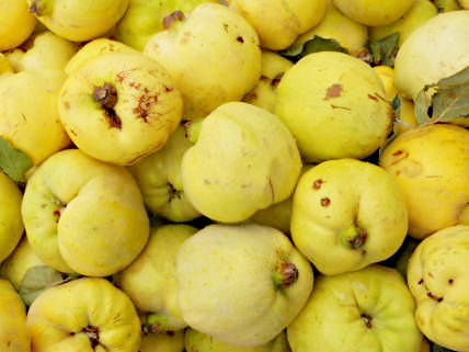 Die Auswahl der Früchte für Nicoles Marmeladenherstellung