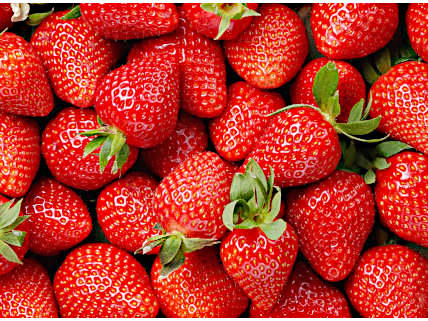 Die Auswahl der Früchte für Nicoles Marmeladenherstellung