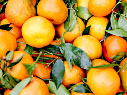 Die Auswahl der Früchte für Nicoles Marmeladenherstellung