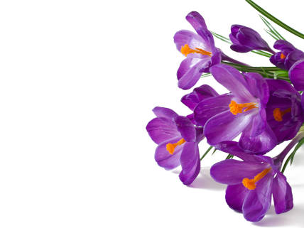 La Sélection des fleurs pour la Fabrication des Confitures de Nicole