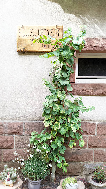 Le Klevener de Heiligenstein