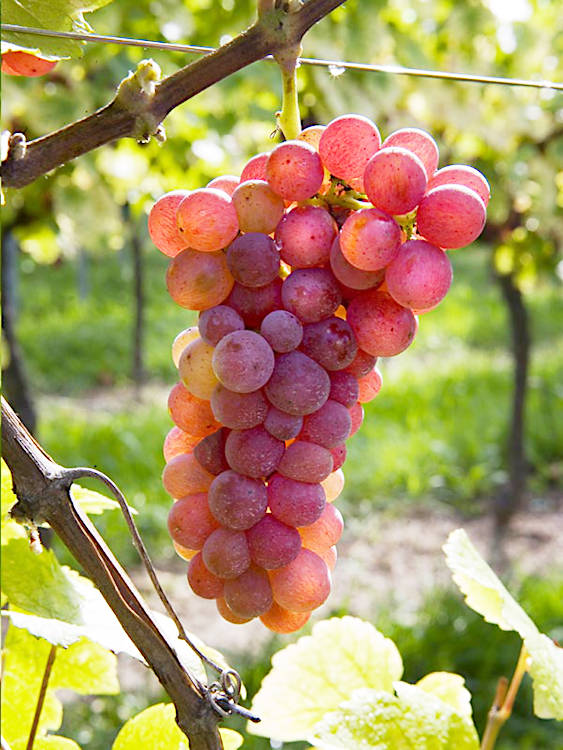 Le Klevener de Heiligenstein