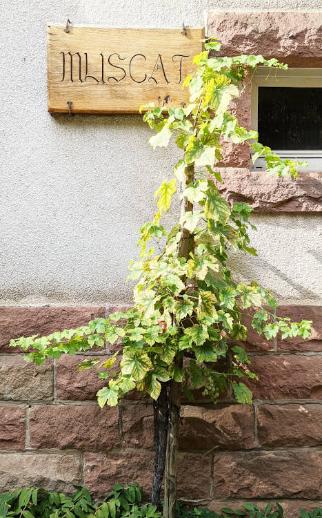Le Muscat
