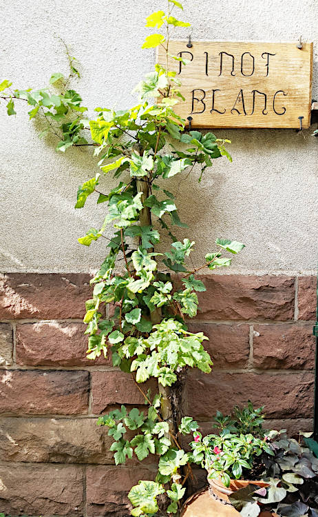 Le Pinot Blanc - Auxerrois