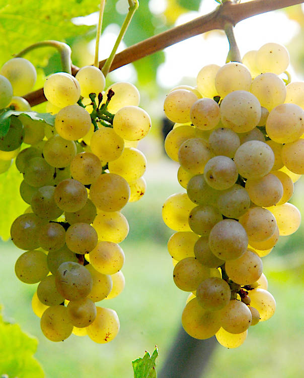 Le Pinot Blanc - Auxerrois