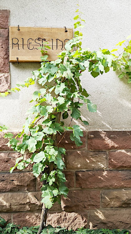 Le Riesling