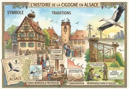 Der Storch im Elsass - Geschichte, Legenden und grosse Rückkehr