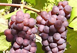 Some Alsatian grape varieties